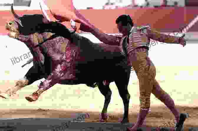 A Dead Bull After A Bullfight Bullfighting Culture Tradition: How Are Bulls Treated Before A Bullfight: History Of Bullfighting