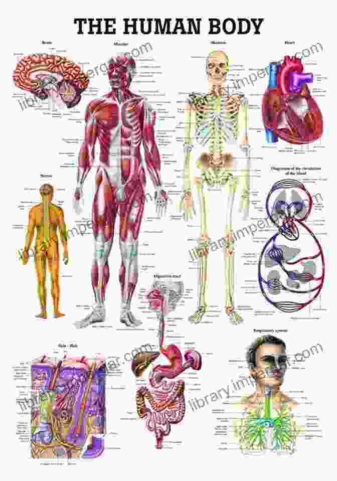 A Detailed Diagram Of The Human Anatomy Big Big Of Facts 8: 1000 Big Facts