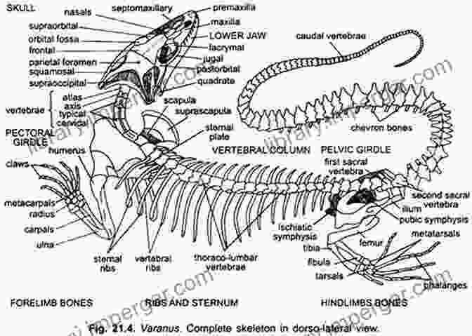 A Detailed Diagram Of Vertebrate Anatomy, Showcasing The Intricate Structure And Organization Of These Animals. The Skeleton Revealed: An Illustrated Tour Of The Vertebrates