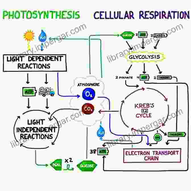 A Diagram Of Cellular Respiration, Showcasing The Stages And Energy Transformations Involved In The Process. Biology: Science Of Life Cell Theory Evolution Genetics Homeostasis And Energy (Cell Function Origin Of Species Biology Essentials Biology Life Modern Biology Life Cycle Homeostasis)