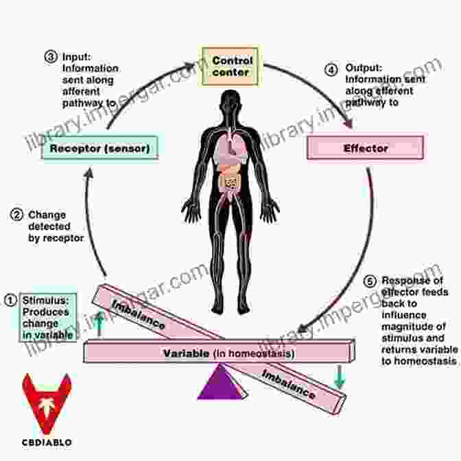 A Graphic Representation Of Homeostasis, Illustrating How Negative Feedback Loops Regulate Physiological Processes To Maintain A Steady State. Biology: Science Of Life Cell Theory Evolution Genetics Homeostasis And Energy (Cell Function Origin Of Species Biology Essentials Biology Life Modern Biology Life Cycle Homeostasis)