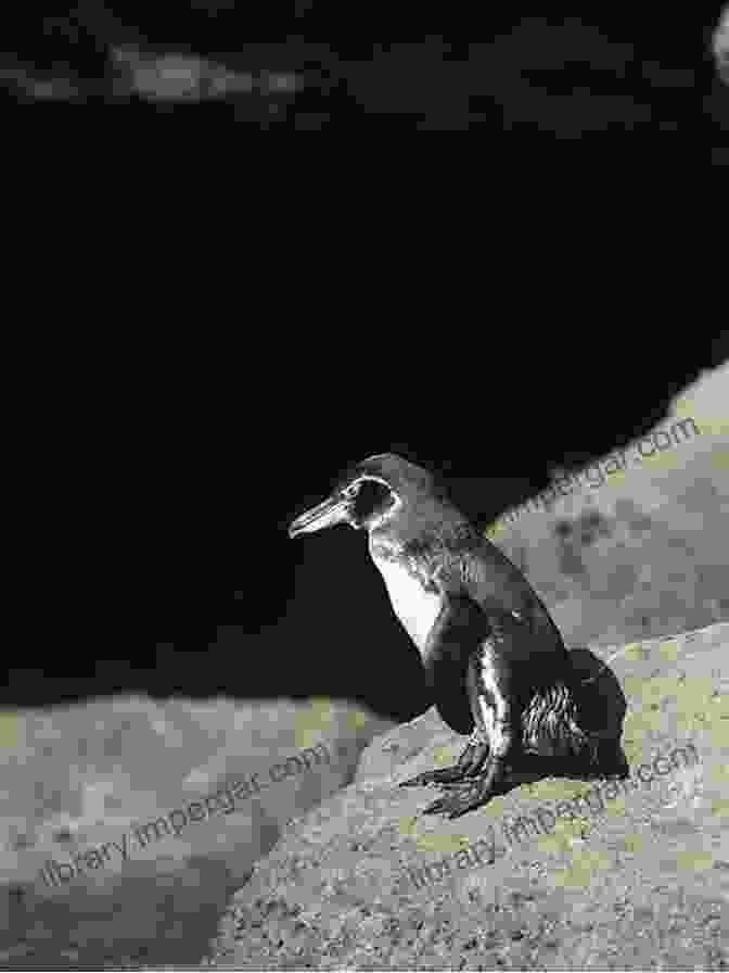 A Group Of Playful Sea Lions Interacting On The Shore Of The Galápagos Islands. Water Food And Human Health In The Galapagos Ecuador: A Little World Within Itself (Social And Ecological Interactions In The Galapagos Islands)