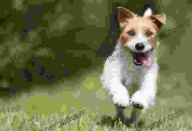 A Photo Of A Dog Running Happily In A Field The Dog Lover S Digest: Quotes Facts And Other Paw Sitively Adorable Words Of Wisdom