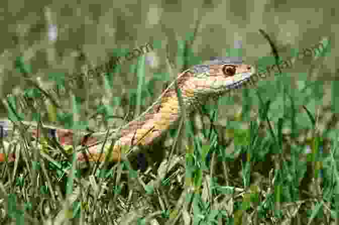 A Photograph Of A Snake Slithering Through Grass, With Its Scales And Eyes In Sharp Focus Snakes: Slithering Scaly Super Hunters