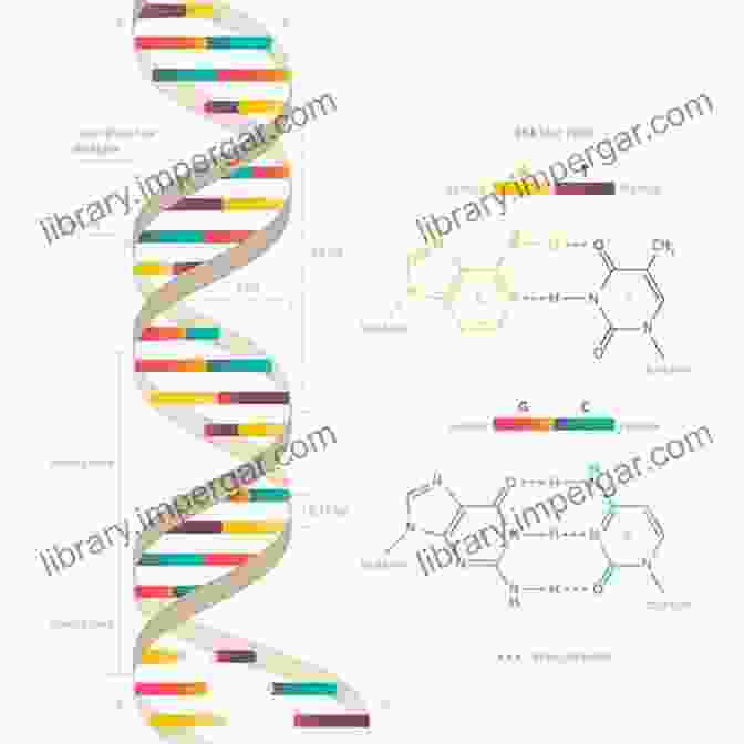 A Three Dimensional Model Of DNA, Illustrating Its Double Helix Structure And The Arrangement Of Nucleotide Bases. Biology: Science Of Life Cell Theory Evolution Genetics Homeostasis And Energy (Cell Function Origin Of Species Biology Essentials Biology Life Modern Biology Life Cycle Homeostasis)