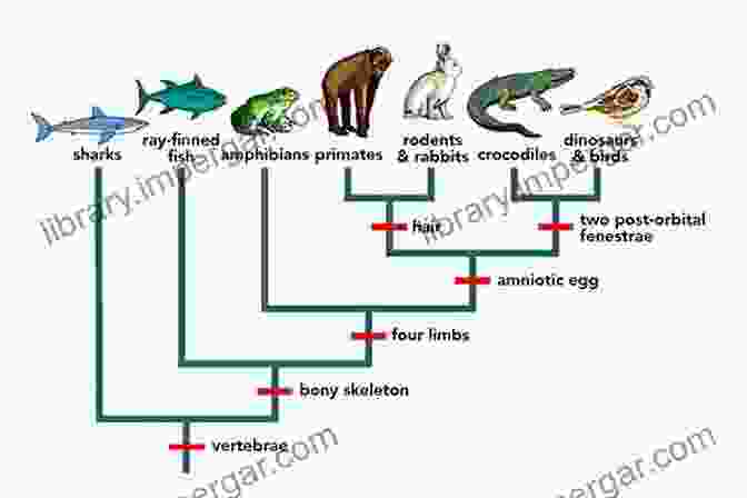 A Timeline Illustrating The Evolution Of Vertebrates, Showcasing The Gradual Transition From Primitive Fish To The Diversity Of Vertebrate Life Today. The Skeleton Revealed: An Illustrated Tour Of The Vertebrates