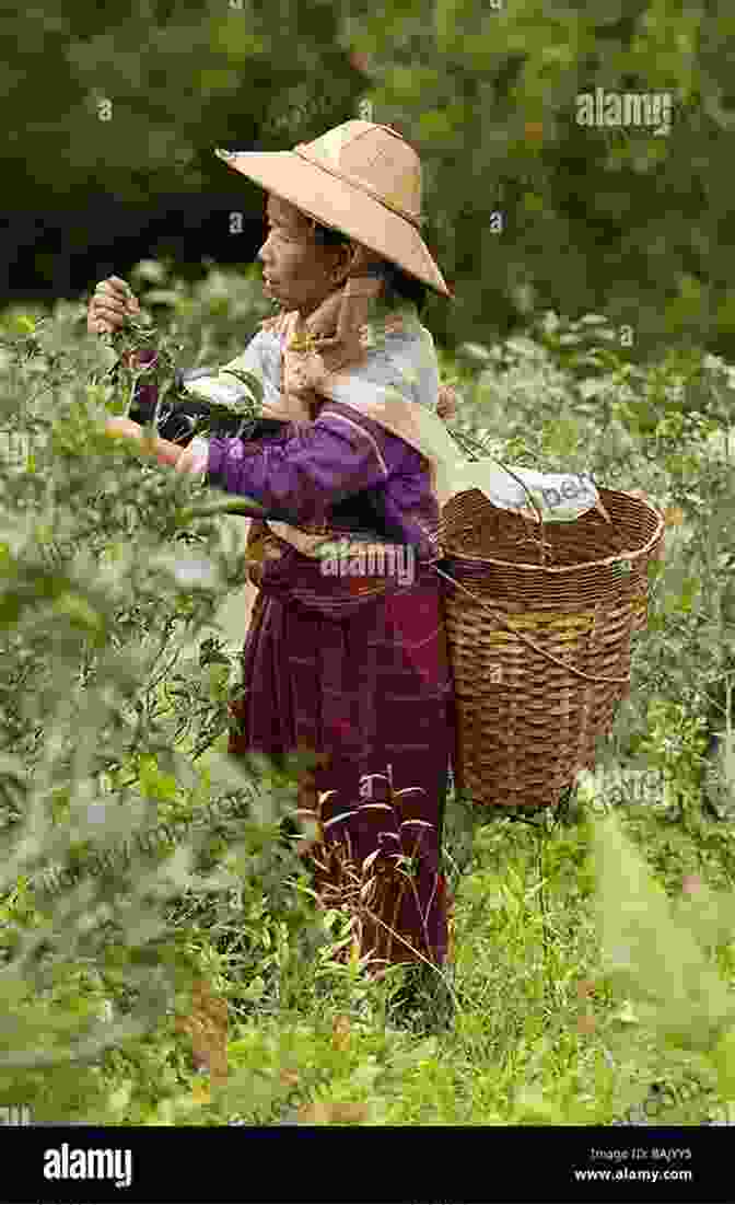 A Woman Picking Tea Leaves In A Shan Plantation CHIN: Unique And Colorful Ethnic Of Mountain State In Myanmar (Myanmar (Burmese) Series)