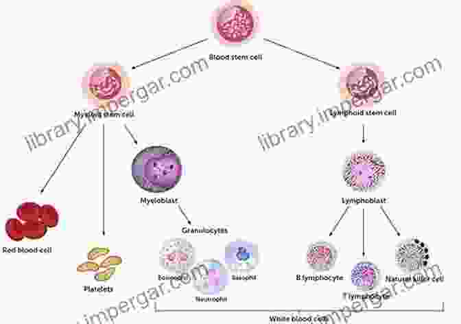 An Illustration Depicting The Complex Interactions Among Different Immune Cell Types. Immunology: Immune Cells