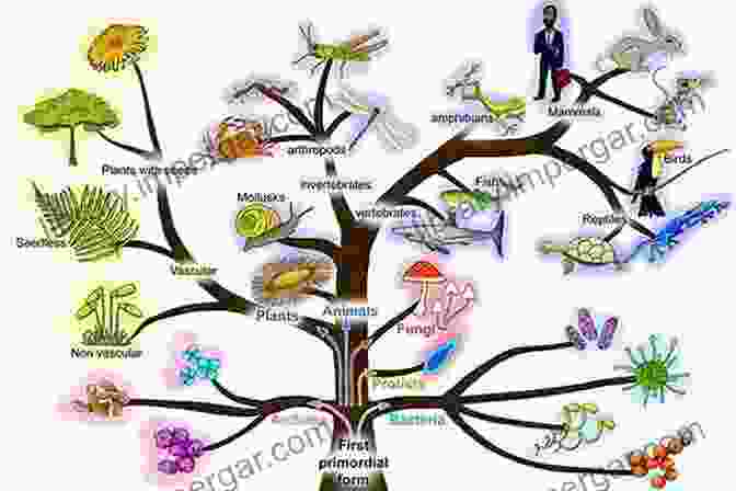 An Illustration Depicting The Evolutionary Tree Of Life, Showcasing The Branching Patterns And Relationships Among Diverse Species. Biology: Science Of Life Cell Theory Evolution Genetics Homeostasis And Energy (Cell Function Origin Of Species Biology Essentials Biology Life Modern Biology Life Cycle Homeostasis)