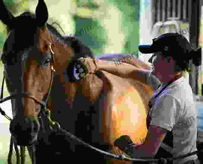 An Image Of A Person Grooming A Horse, Displaying Horsemanship Skills The Basics Of Western Riding