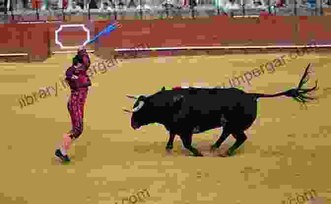 Banderilleros Planting Darts Into A Bull's Back Bullfighting Culture Tradition: How Are Bulls Treated Before A Bullfight: History Of Bullfighting