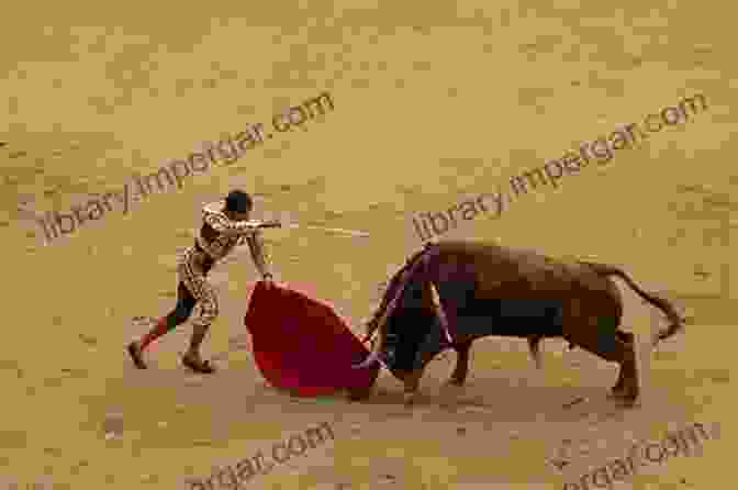 Bull Training Before A Bullfight Bullfighting Culture Tradition: How Are Bulls Treated Before A Bullfight: History Of Bullfighting