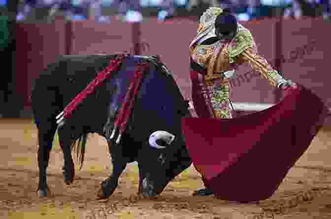 Bulls Being Transported To A Bullfight Bullfighting Culture Tradition: How Are Bulls Treated Before A Bullfight: History Of Bullfighting