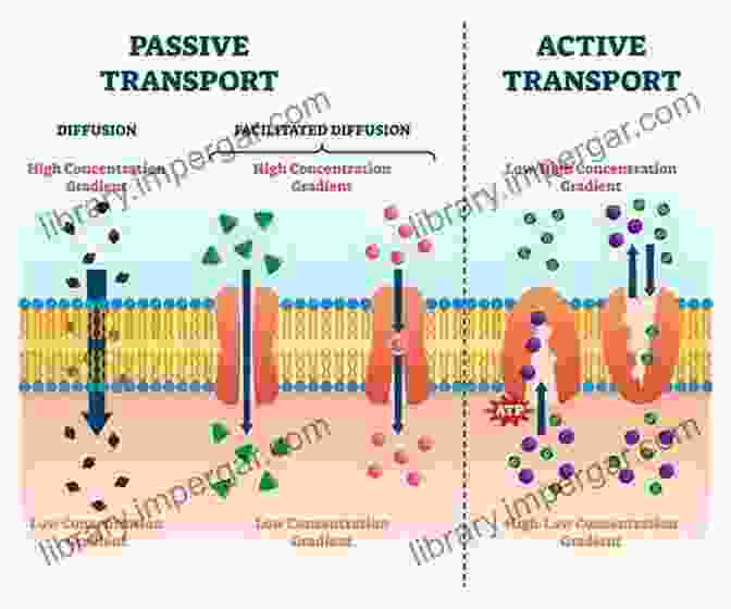 Chart Showing The Different Transport Mechanisms In Membranes, Including Diffusion, Osmosis, And Electrodialysis Current Trends And Future Developments On (Bio ) Membranes: Transport Phenomena In Membranes