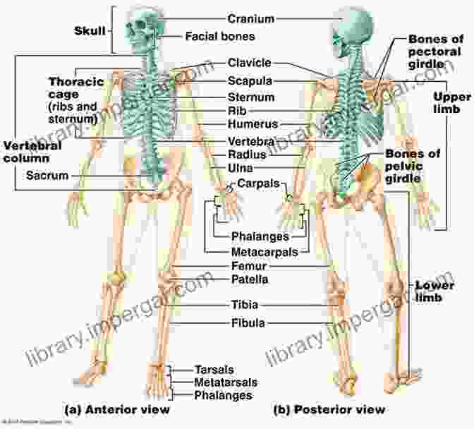 Detailed Depiction Of The Skeletal System Sobotta Anatomy Coloring ENGLISCH/LATEIN