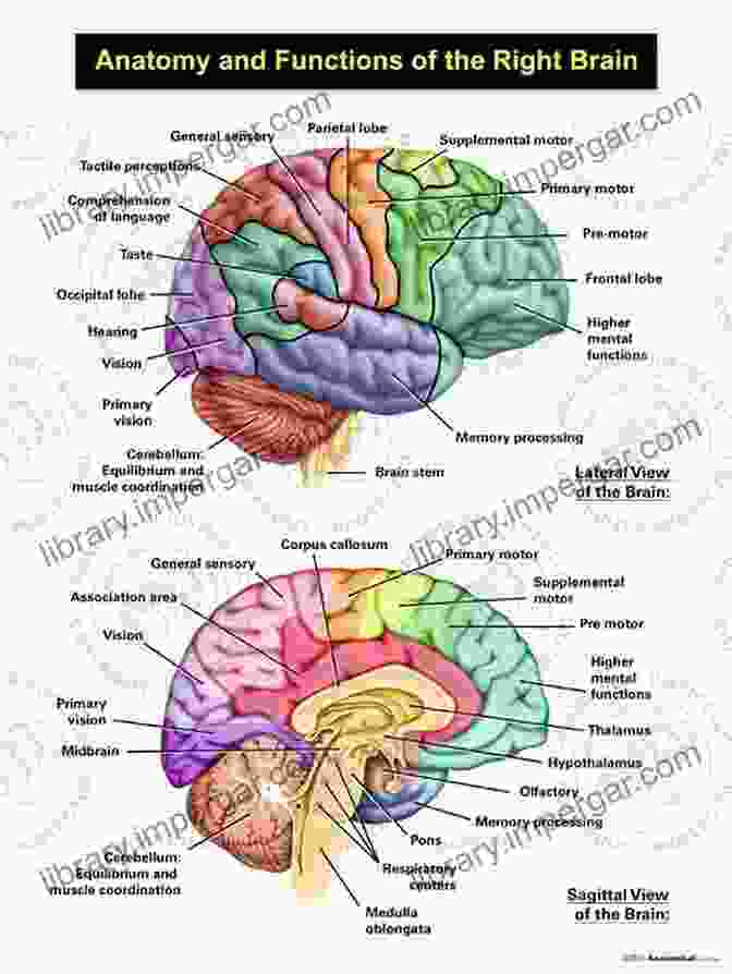 Detailed Diagram Of The Male Brain, Showcasing Its Unique Anatomical Features The Neuropsychology Of Men : A Developmental Perspective From Theory To Evidence Based Practice