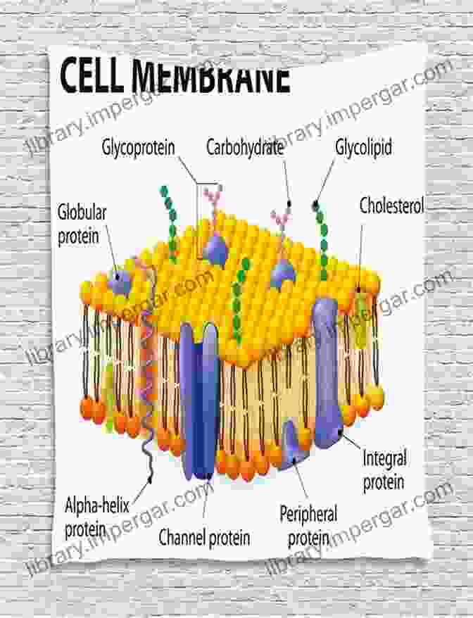 Diagram Of A Membrane Structure, Depicting The Different Layers And Pores Current Trends And Future Developments On (Bio ) Membranes: Transport Phenomena In Membranes