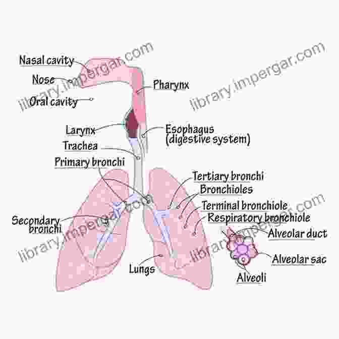 Diagram Of The Airway Anatomy Airway Management: Basics For Healthcare Providers