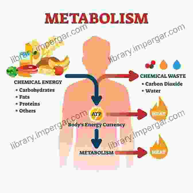 Fat Metabolism: A Biological Journey Big Fat Myths: When You Lose Weight Where Does The Fat Go?