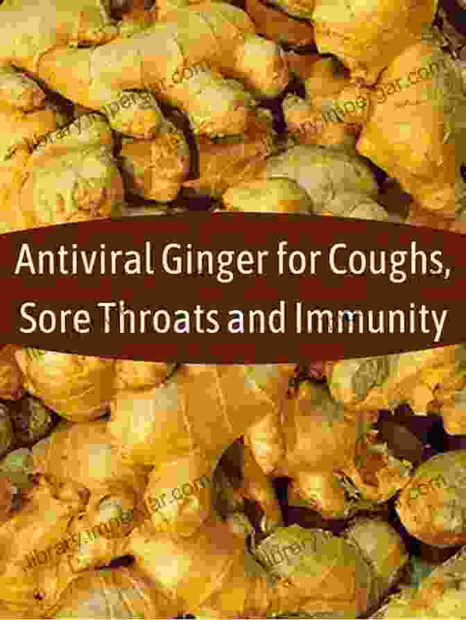 Ginger, An Aromatic Root With Potent Antiviral Properties Against COVID 19. HOW I GOT RID OF COVID 19 USING THESE THREE ABUNDANT VEGETABLES: AND HOW ANYONE CAN DO THE SAME