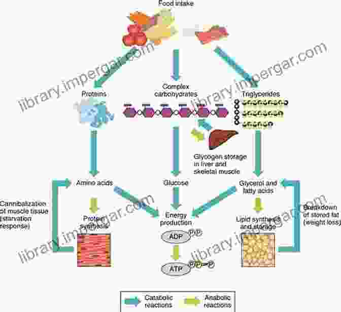 Illustration Depicting The Metabolic Processes Involved In Food Digestion And Energy Production The South Beach Diet Plan: The Science Behind The Eating Plan