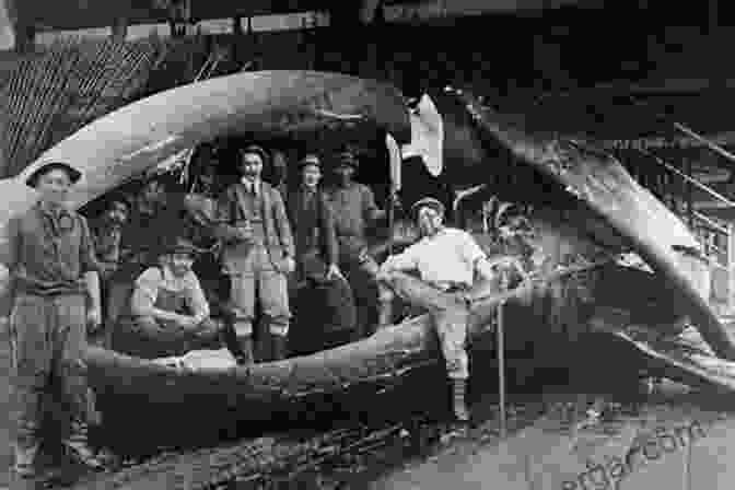 Long Island's Whaling Industry In Full Swing Long Island And The Sea: A Maritime History