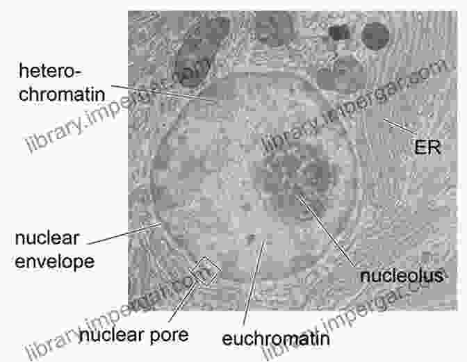 Microscopic Image Of A Cell, Showcasing Its Specialized Structures Such As The Nucleus, Mitochondria, And Ribosomes. Biology: Science Of Life Cell Theory Evolution Genetics Homeostasis And Energy (Cell Function Origin Of Species Biology Essentials Biology Life Modern Biology Life Cycle Homeostasis)