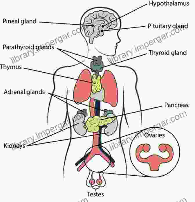 Schematic Diagram Of The Endocrine System ENDOCRINE SYSTEM PLUS ASPHYXIA: Understand The DisFree Download Associated With Endocrine Gland Secretions Diabetes Inflammation And The Asphyxia Symptoms Harms Treatment And Your Body Wellbeing