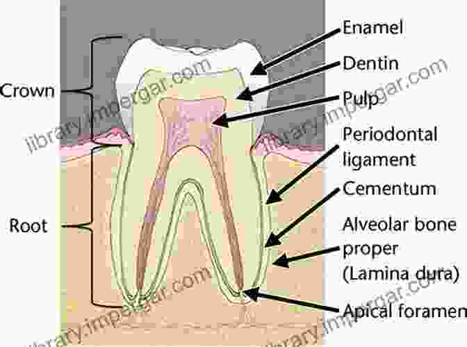 Structure Of The Periodontal Ligament Periodontal Ligament: A Short Hand Note