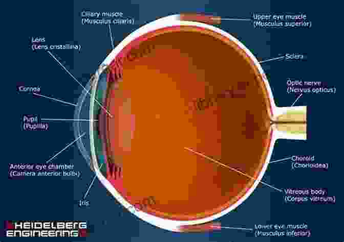 Understanding How We See: A Comprehensive Guide To Human Vision Understanding How We See: Stages Of The Practice Of Photography: The Traditional Rules Of Photography