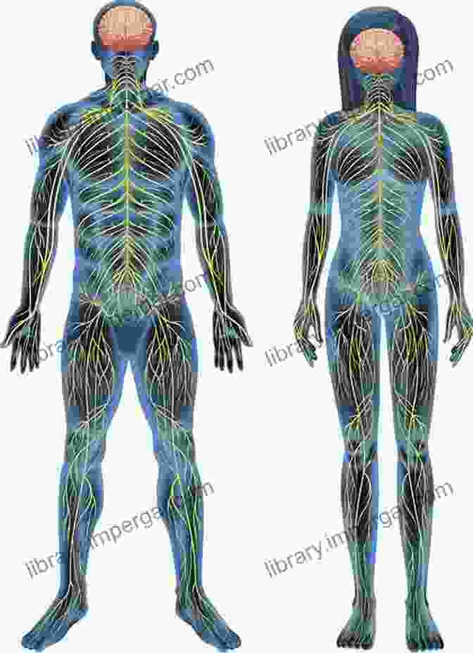 Vibrant Rendering Of The Nervous System Sobotta Anatomy Coloring ENGLISCH/LATEIN